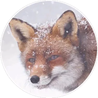 🦊 Fuchs, Tier, Winter, Schnee, Natur, Wildtier telegram sticker