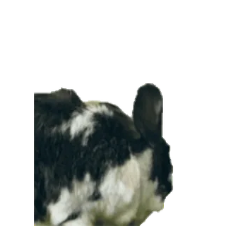 🐰 animal, mascota, cabra, granja, mamífero whatsapp sticker