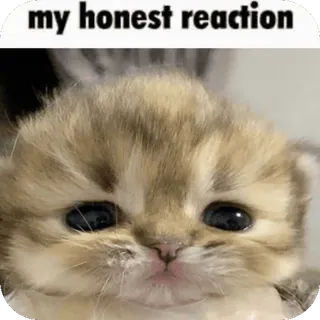 🫤 my honest reaction cat, kitten, cute, meme, reaction, animal whatsapp sticker