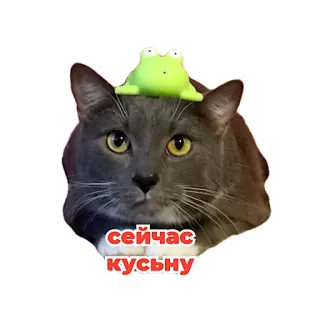 😼 сейчас кусьну Katze, Frosch, Sticker, süß, Tier, russisch, Text telegram sticker
