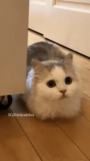 🐈⬛️ IG@felirafelira кот, животное, милый, питомец, глаза, домашнее животное telegram sticker