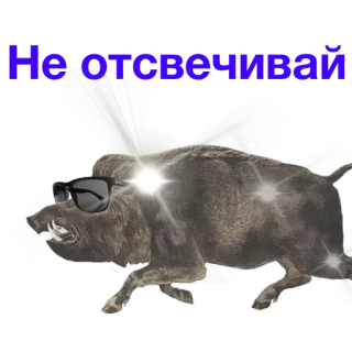 💥 Не отсвечивай jabalí, jabalí salvaje, animal, gafas de sol telegram sticker