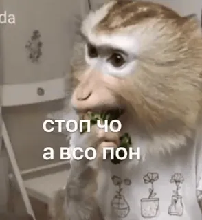 🥰 стоп чо
а всо пон scimmia, animale, meme, divertente, carino whatsapp sticker