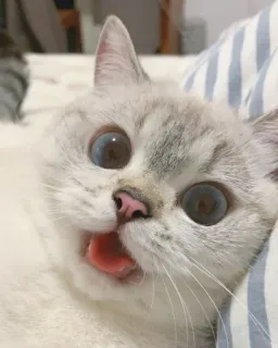 🐱 cat, pet, animal, cute, funny, domestic, mammal whatsapp sticker