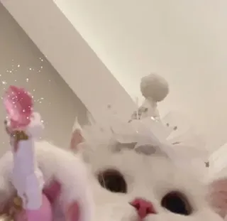 🪄 cat, kitten, pet, animal, cute, fluffy, party, hat whatsapp sticker