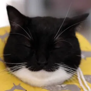 😌 cat, black and white, animal, pet, tuxedo cat, domestic animal whatsapp sticker