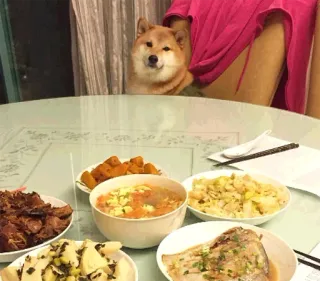 🥘 chien, Shiba Inu, dîner, table, nourriture, mignon, animal de compagnie telegram sticker