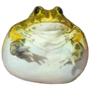 🐸 frog, amphibian, animal, cute, wildlife, nature telegram sticker