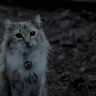 😽 кот, животное, питомец, милый whatsapp sticker