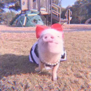🐽 pig, cute, animal, bow, pet telegram sticker