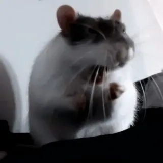 🐁 rata, animal, roedor, lindo whatsapp sticker