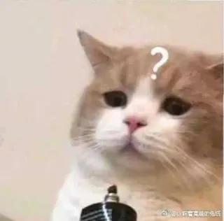 😃 gato, ponto de interrogação, confuso, animal de estimação, animal, meme telegram sticker