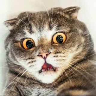 😳 gatto, felino, animale domestico, animale, gatto domestico, scottish fold, carino, spaventato, sorpreso telegram sticker