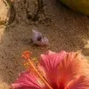 🥥