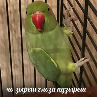🙄 Чо зыреш, глаза пузыреш papegaai, vogel, groen, kooi, huisdier telegram sticker