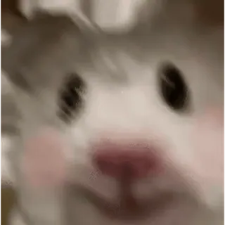 😊 cute, animal, face, fluffy, funny whatsapp sticker