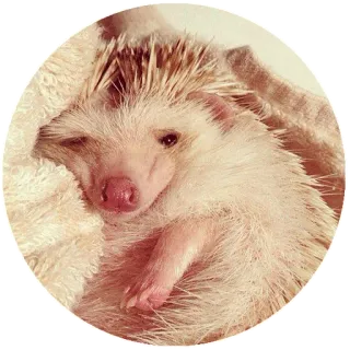 Спящие telegram stickers
