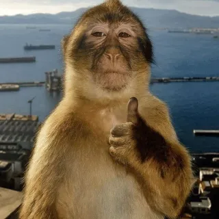 👍 Barbary macaque monkey, macaque, thumbs up, like, approval, animal, cute telegram sticker