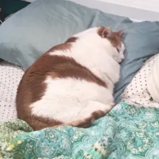 🐱 cat, sleep, bed, pillow, orange, white telegram sticker