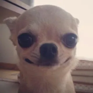 🐶 dog, chihuahua, animal, cute, pet, small telegram sticker