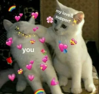 💘 my love & support
you gatti, amore, supporto, cuore, carino, animali telegram sticker