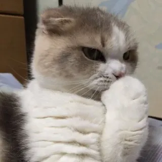 🪐 cat, animal, cute, pet, domestic, feline telegram sticker