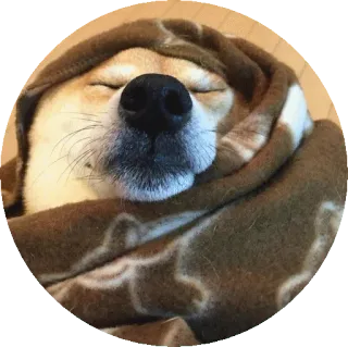 😴 개, 시바견, 자는, 담요, 귀여운, 애완 동물, 동물 telegram sticker