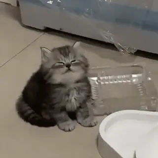 😞 猫, 子猫, かわいい, ペット, 動物 telegram sticker