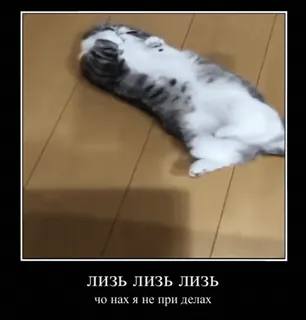 😋 ЛИЗЬ ЛИЗЬ ЛИЗЬ 
чо нах я не при делах gato, animal, meme, engraçado, russo whatsapp sticker