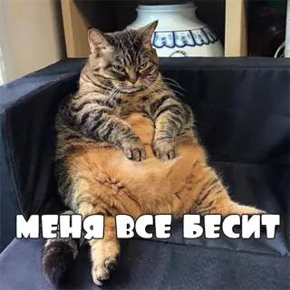 👿 МЕНЯ ВСЕ БЕСИТ кот, мем, русский, смешной, раздраженный telegram sticker