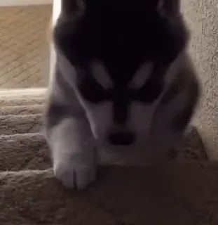 🥺 husky, cão, escadas, filhote, animal, animal de estimação telegram sticker
