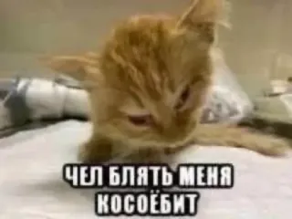 🤢 ЧЕЛ БЛЯТЬ МЕНЯ КОСОЁБИТ 고양이, 밈, 러시아, 불쾌한, 동물 telegram sticker
