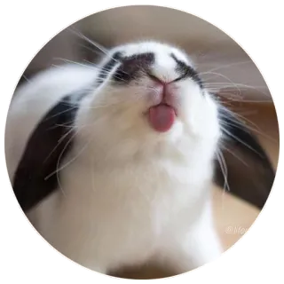 😋 bunny, rabbit, animal, cute, tongue, pet, funny telegram sticker