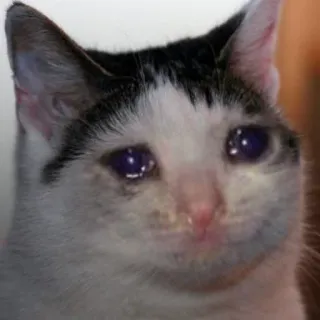 😢 kucing, menangis, sedih, hewan, peliharaan, meme telegram sticker