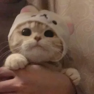 😍 Katze, Kätzchen, süß, Tier, Haustier, Hut telegram sticker