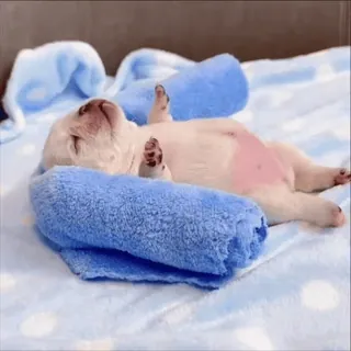 🌟 puppy, dog, cute, sleeping, relaxing, baby animal telegram sticker