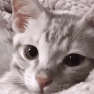 😒 gato, animal, animal de estimação, fofo, gato doméstico, felino telegram sticker