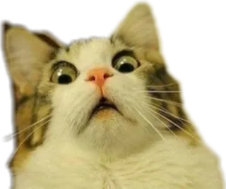 😱 猫, 震惊, 惊讶, 动物, 梗, 搞笑 telegram sticker