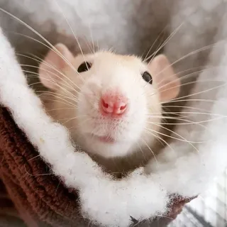 🐀 szczur, zwierzę domowe, zwierzę, ssak, słodki, gryzoń telegram sticker