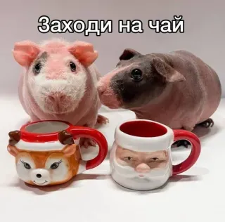🌟 Заходи на чай guinea pigs, hairless guinea pigs, tea, cups, animals telegram sticker