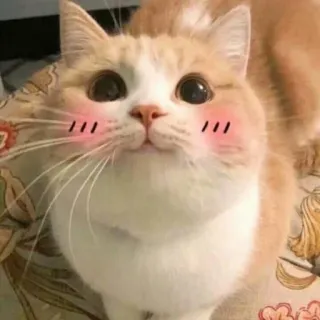 ☺️ Katze, süß, Tier, Haustier, Kätzchen telegram sticker