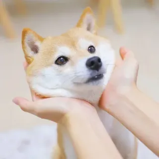 🐕 perro, shiba inu, mascota, animal, lindo, animal doméstico whatsapp sticker