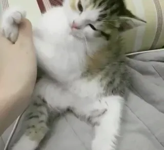 😪 Katze, Kätzchen, Haustier, Tier, süß, Hauskatze, spielen, Hand telegram sticker