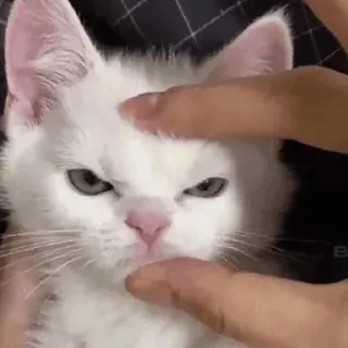 😡 cat, kitten, pet, animal, white telegram sticker