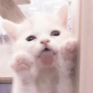 🐈 кот, котенок, животное, питомец, милый, язык, белый telegram sticker