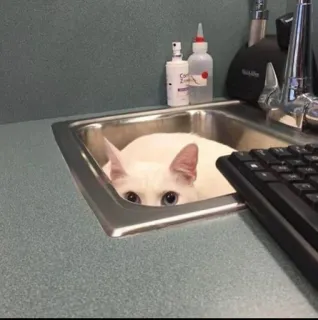 🤫 cat, sink, animal, white cat telegram sticker