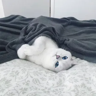 😴 gato, gatinho, fofo, gato branco, olhos azuis, animal de estimação, animal telegram sticker