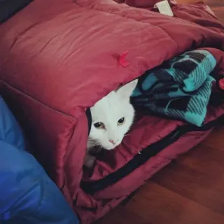 😴 cat, sleeping bag, pet, animal, white cat, cozy telegram sticker