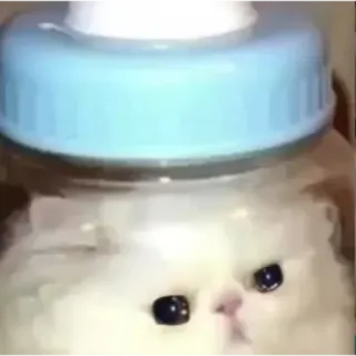 😢 kucing, botol bayi, anak kucing, lucu, hewan telegram sticker