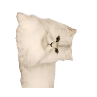 ⚪️ gato, blanco, esponjoso, mascota, animal, doméstico, lindo whatsapp sticker